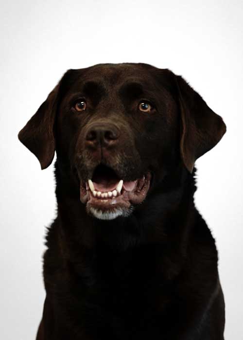 emotional support animal ruby